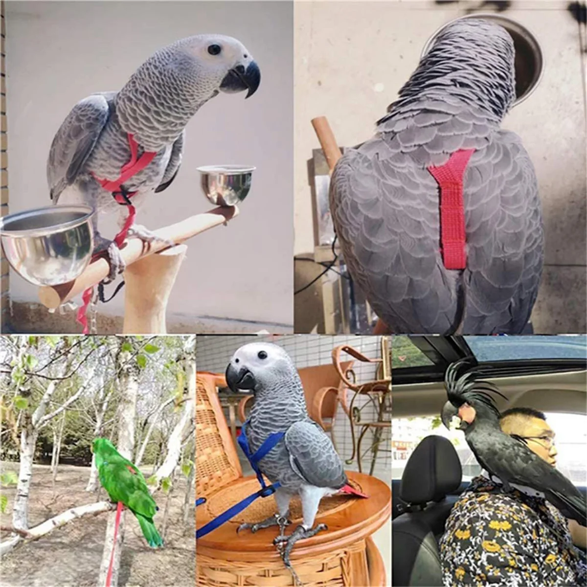 Parrot Bird Harness Leash Outdoor Flying Traction Straps Band Adjustable Anti-Bite Training Rope,Green L